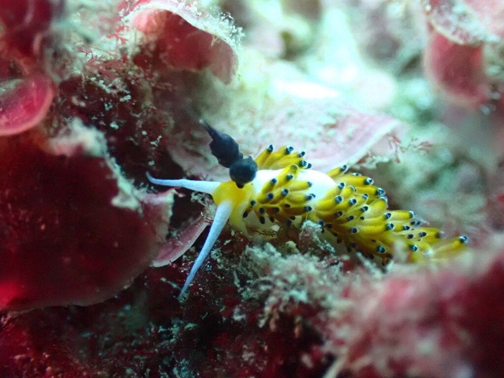 Black-horned Egg-eater