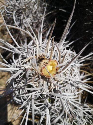Copiapoa solaris