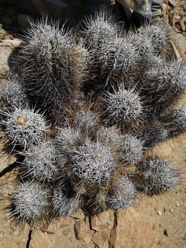 Copiapoa solaris