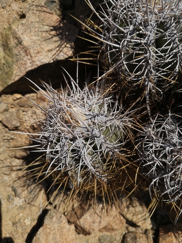 Copiapoa solaris
