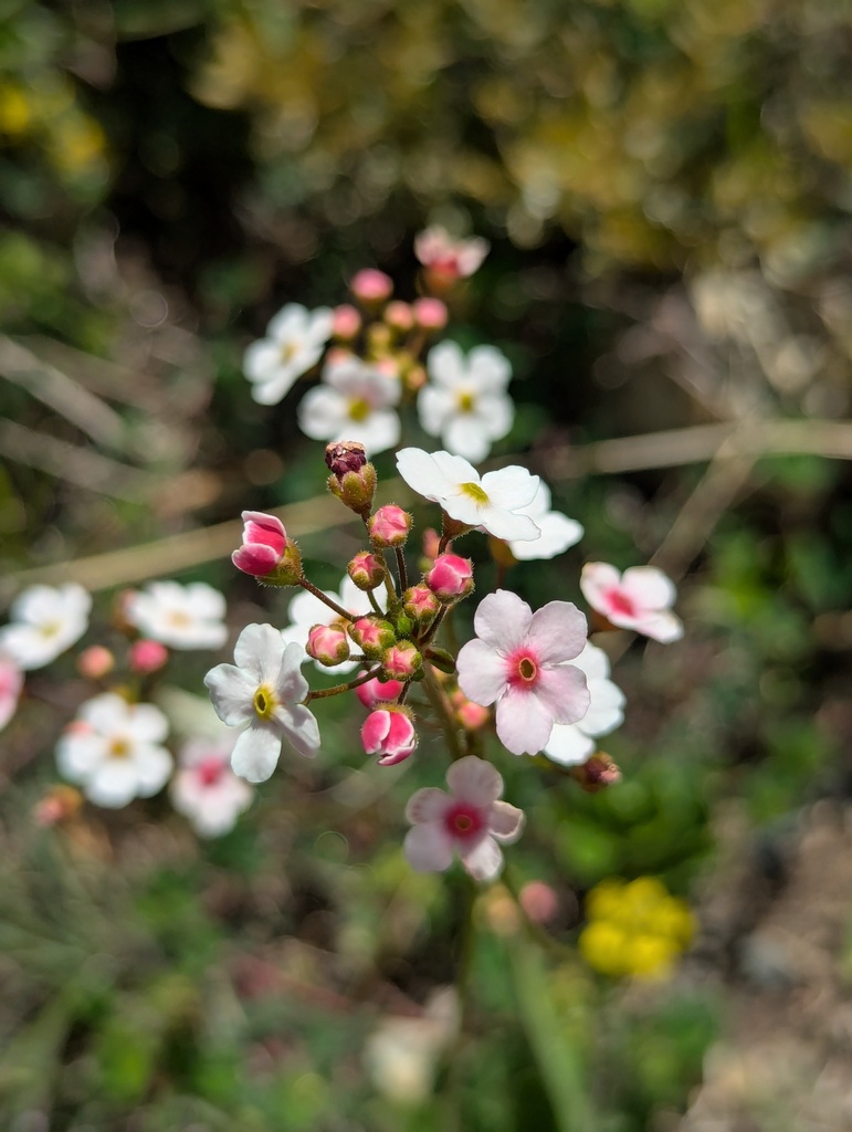 Androsace strigillosa; photograph Sagnik Dutta Roy, CC BY, iNaturalist via GBIF