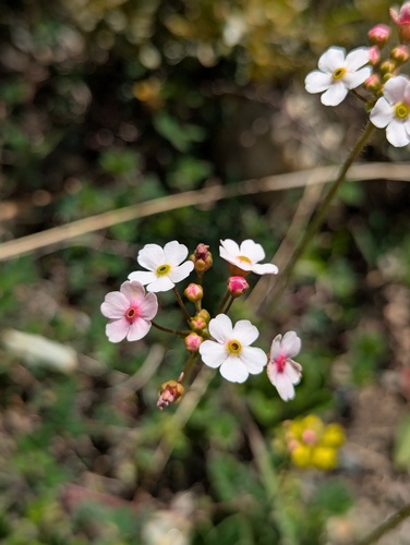 Androsace strigillosa, photograph 1