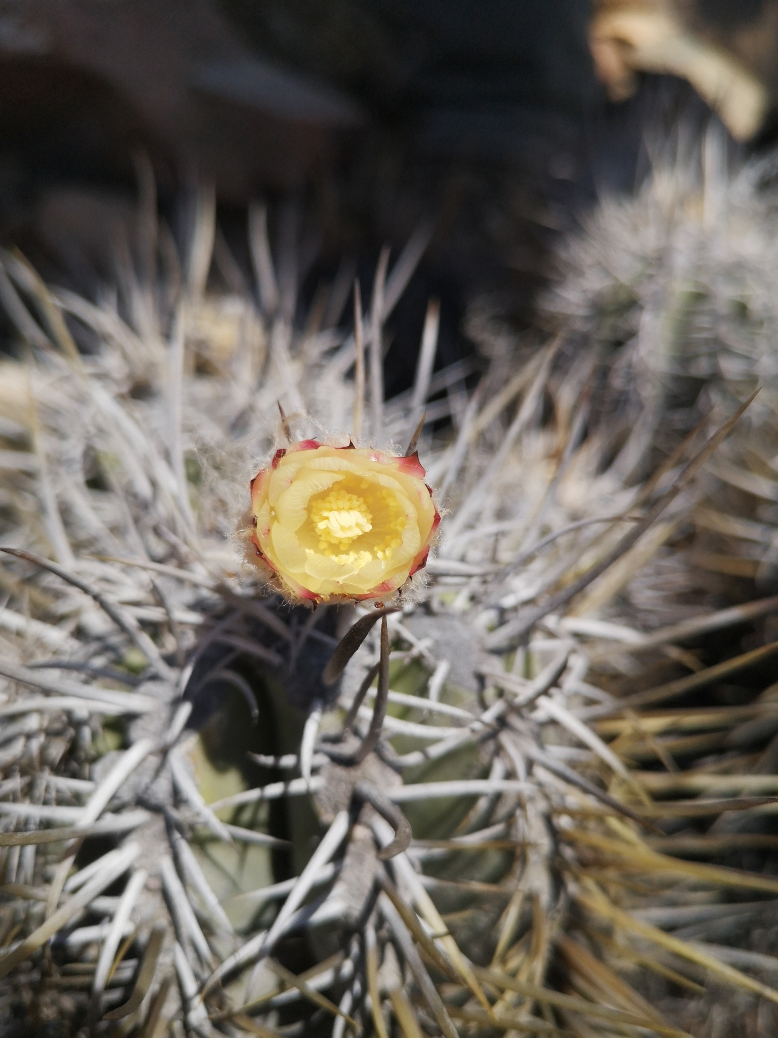 Copiapoa solaris