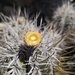 Copiapoa solaris - Photo (c) Aira Francisca Faúndez Fallau, some rights reserved (CC BY), uploaded by Aira Francisca Faúndez Fallau