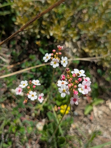 Androsace strigillosa, photograph 2