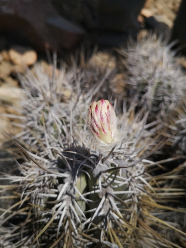 Copiapoa solaris