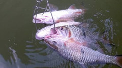 Hampala macrolepidota