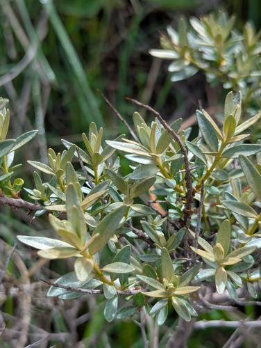 Hippophae tibetana, photograph 4