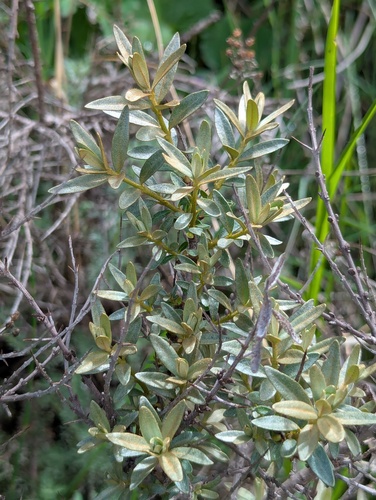 Hippophae tibetana, photograph 3