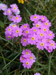 Primula tibetica