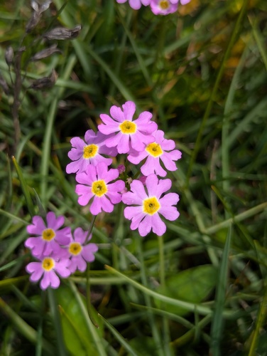 Primula tibetica, photograph 1