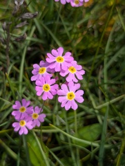 Primula tibetica, photograph Sagnik Dutta Roy, CC BY, iNaturalist via GBIF