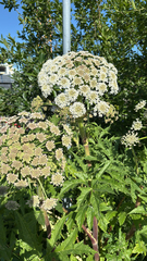 Heracleum persicum