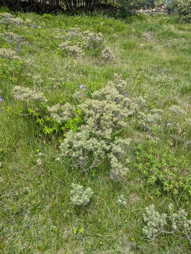 Hippophae tibetana, photograph 2