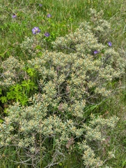 Hippophae tibetana