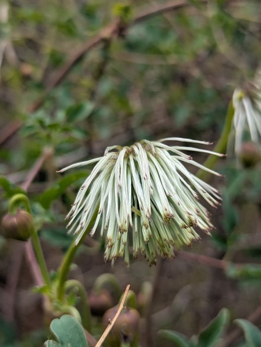 Clematis tibetana, photograph 6