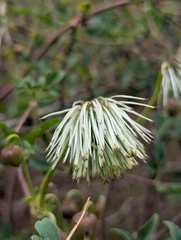 Clematis tibetana, photograph Sagnik Dutta Roy, CC BY, iNaturalist via GBIF