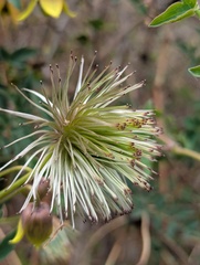 Sagnik Dutta Roy, CC BY, iNaturalist via GBIF Clematis tibetana, photograph Sagnik Dutta Roy, CC BY, iNaturalist via GBIF