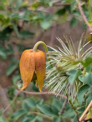 Sagnik Dutta Roy, CC BY, iNaturalist via GBIF Clematis tibetana, photograph Sagnik Dutta Roy, CC BY, iNaturalist via GBIF