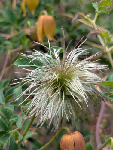 Clematis tibetana, photograph 3