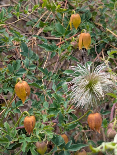 Clematis tibetana, photograph 5