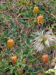 Sagnik Dutta Roy, CC BY, iNaturalist via GBIF Clematis tibetana, photograph Sagnik Dutta Roy, CC BY, iNaturalist via GBIF