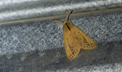 Spilosoma strigatula