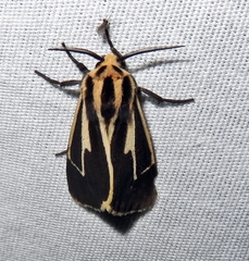 Apantesis vittata
