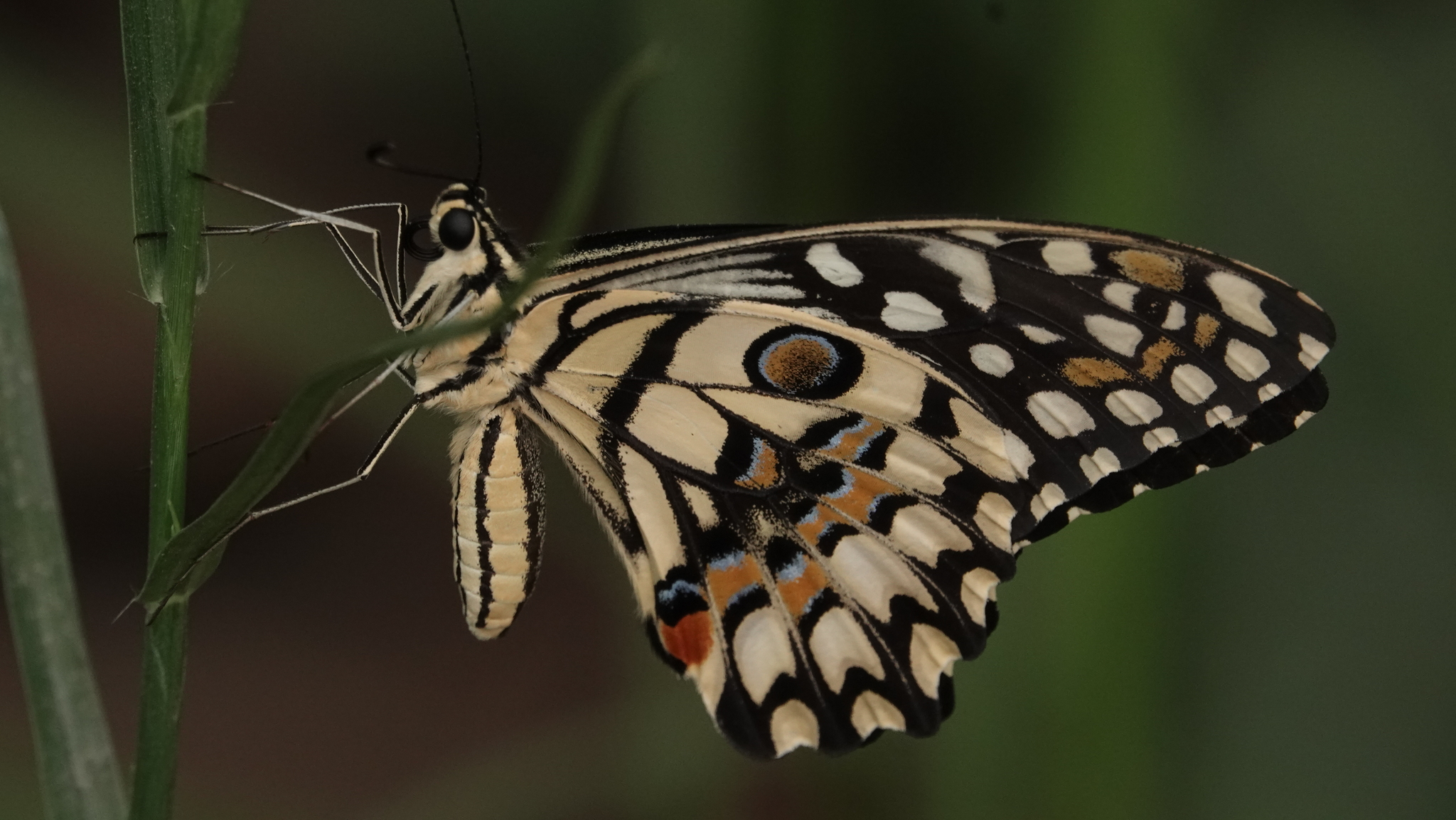 Lime Swallowtail