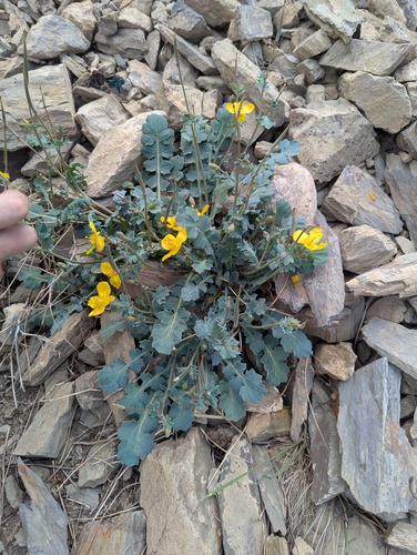 Dicranostigma lactucoides, photograph 3