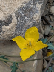 Dicranostigma lactucoides, photograph Sagnik Dutta Roy, CC BY, iNaturalist via GBIF