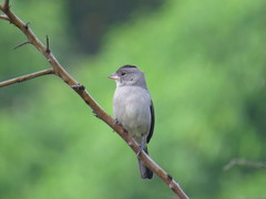 Coryphospingus pileatus