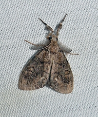 Dasychira vagans