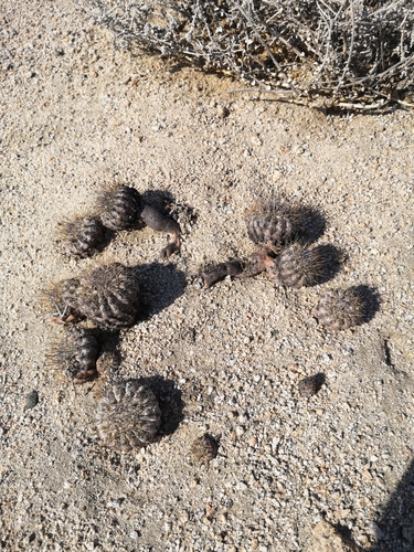 Copiapoa ahremephiana