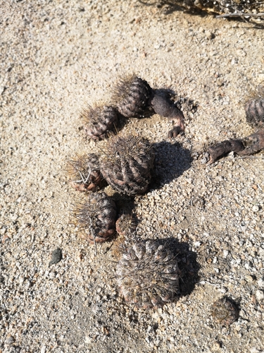 Copiapoa ahremephiana