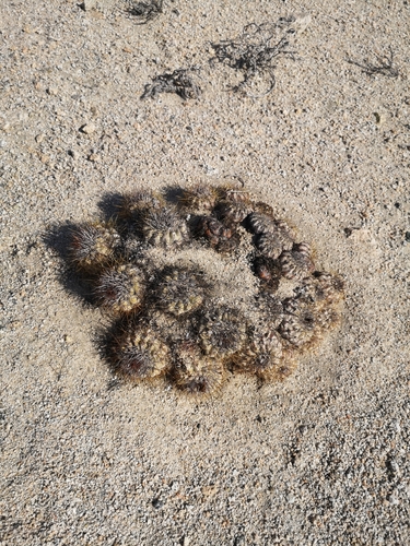 Copiapoa ahremephiana