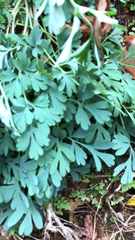 Capnoides sempervirens