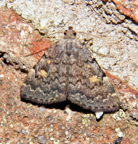 Common Idia Moth, photo 3 of 8