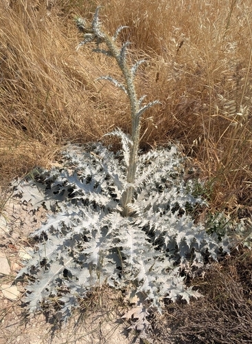 Onopordum bracteatum, photograph 4