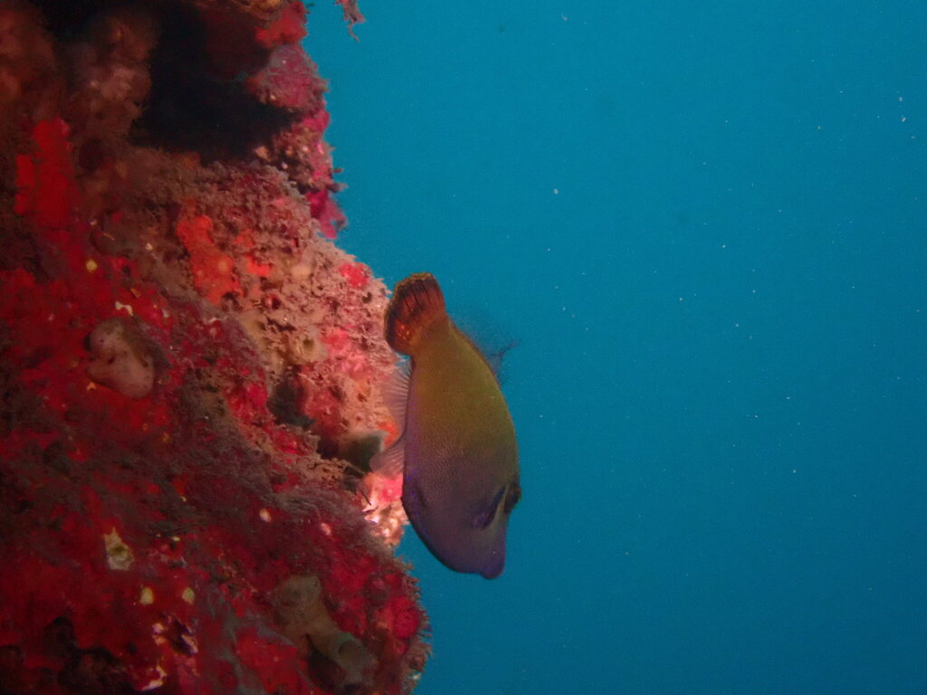 Blackbar filefish