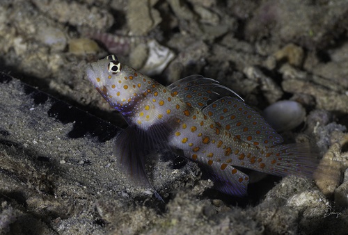 Photo of Spotted shrimpgoby (Amblyeleotris guttata)
