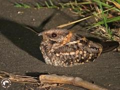 Hydropsalis torquata