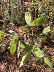 Rhynchosia tomentosa