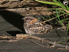 Hydropsalis torquata
