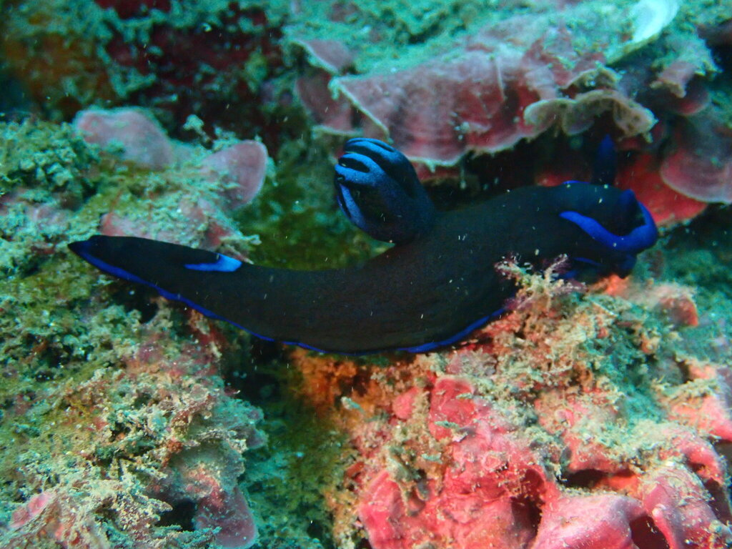 Blue-spotted Wrinkle Dorid