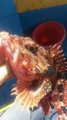 Sebastiscus marmoratus