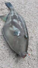 Thamnaconus modestus