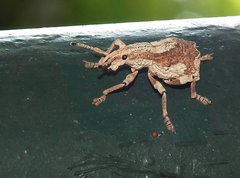 Episomus chinensis
