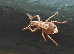 Episomus chinensis