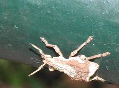 Episomus chinensis